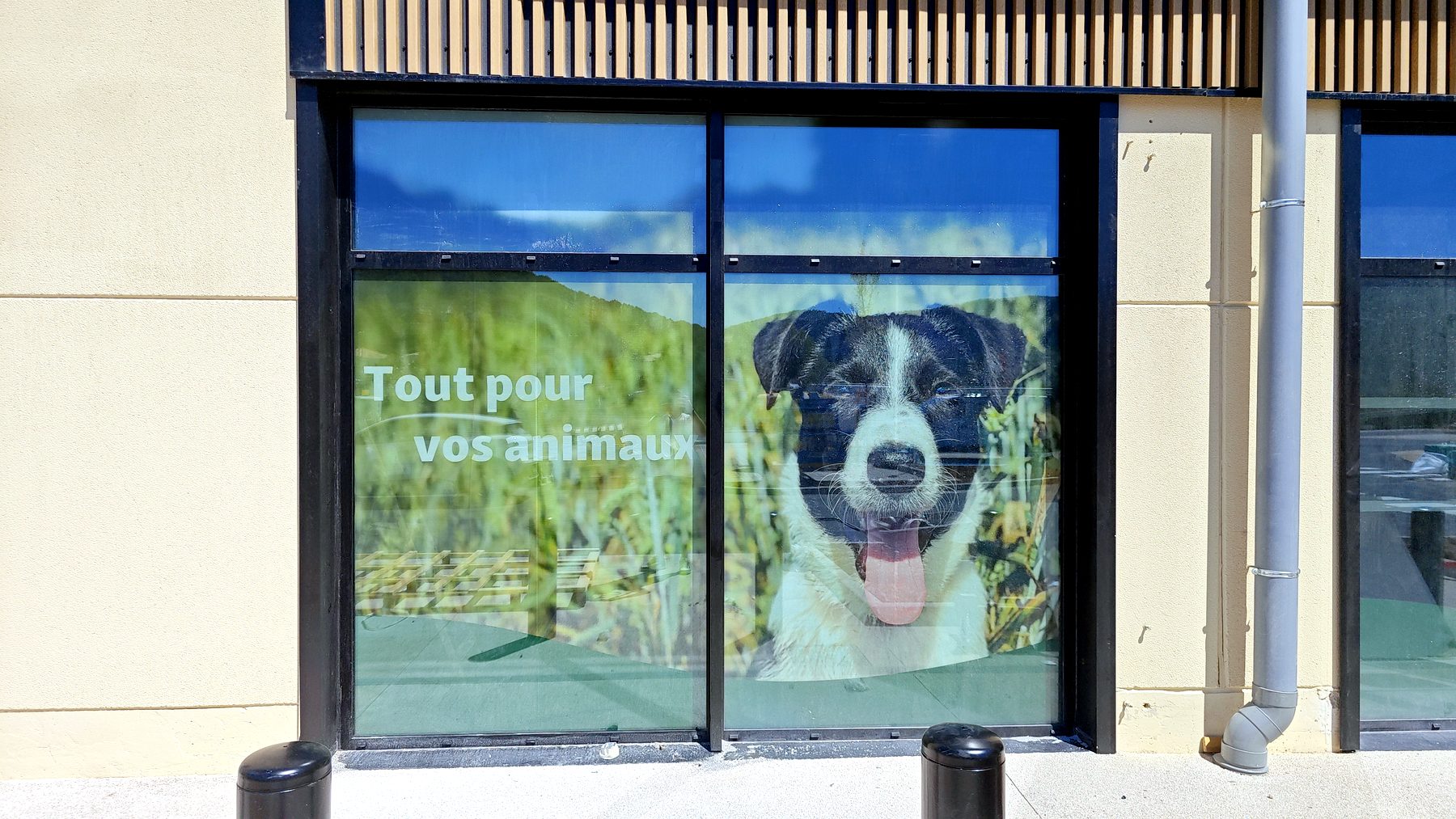 Adhésif vitrine — 177_adhesif-vitrine-maxi-zoo-chien
